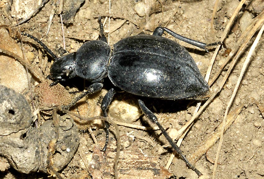 Coleottero Tenebrionidae: Tentyria sp..